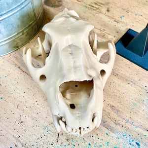 May include: A cream-colored, 3D-printed animal skull replica featuring a smooth, matte finish. The skull displays detailed anatomical structures, including the nasal cavity, eye sockets, and visible teeth along the lower jaw line.