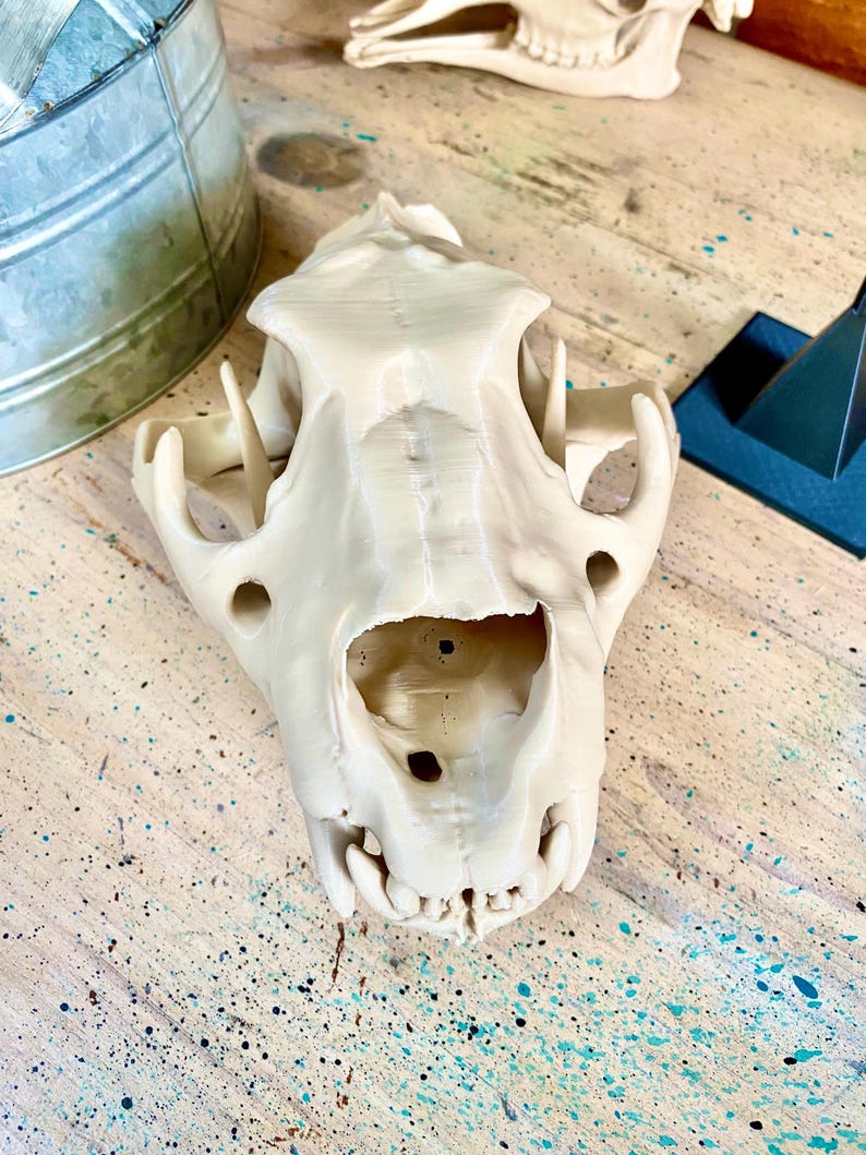 May include: A cream-colored, 3D-printed animal skull replica featuring a smooth, matte finish. The skull displays detailed anatomical structures, including the nasal cavity, eye sockets, and visible teeth along the lower jaw line.