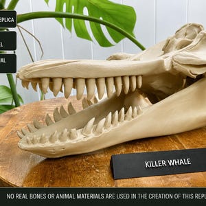 Orca Tooth Replica - Etsy