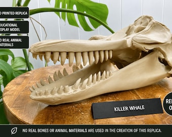 シャチの頭蓋骨レプリカ – 3Dプリントされた海洋生物学展示用シャチの