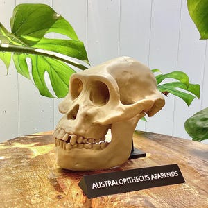 Lucy Skull Replica (Australopithecus afarensis) – Life-Size 3D Printed Hominid Fossil | Museum-Quality Paleoanthropology Model