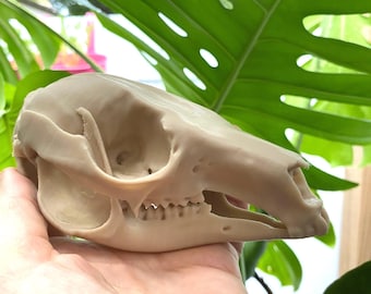 May include: A smooth, light beige animal skull replica featuring a detailed cranium, eye sockets, and a jawline with visible teeth. The object is rendered in a solid, matte material with a realistic anatomical structure and a pointed snout.