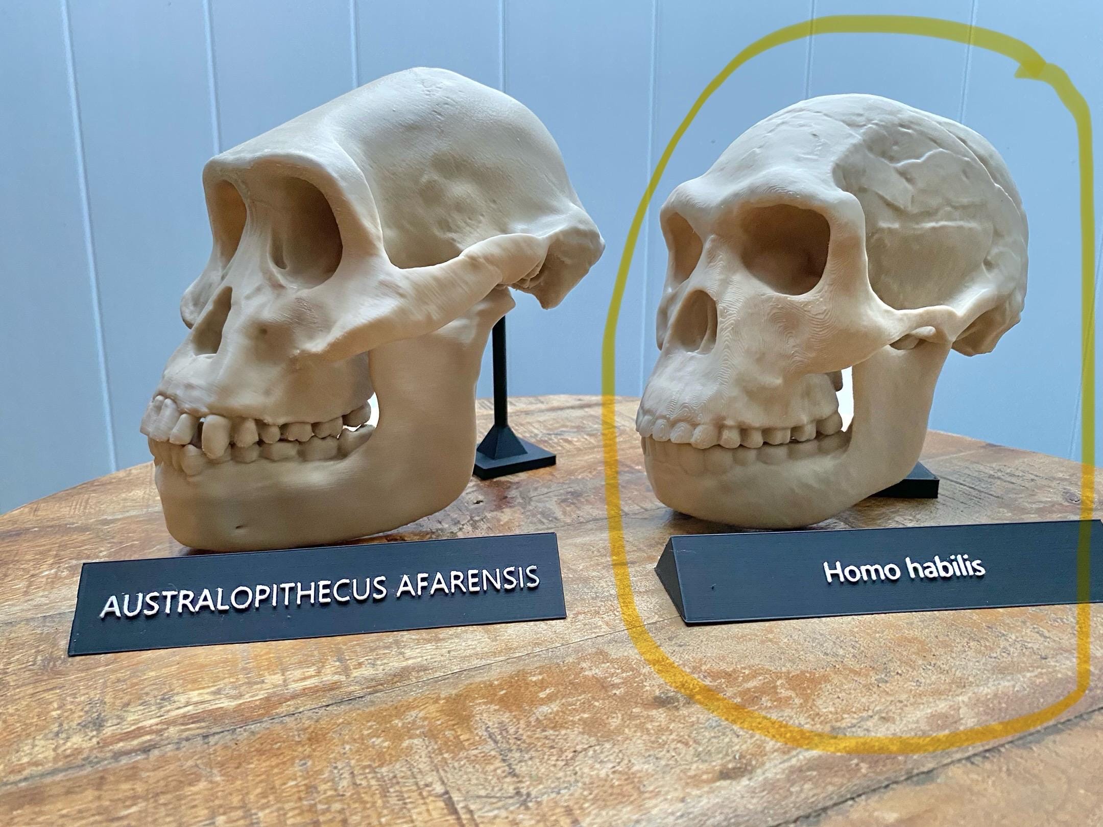 ホモ・ハビリス頭蓋骨レプリカ：フルサイズ化石、古人類学展示用3D