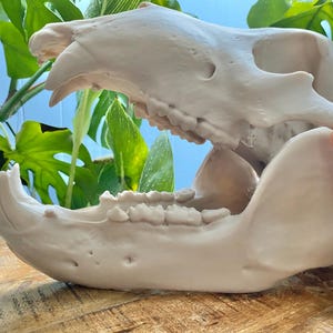 Life Size Polar Bear Skull Replica: 17&quot; Bone PLA+ Model, STEM Education