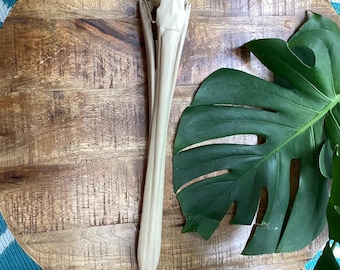 May include: A long, slender, off-white animal bone specimen featuring a rounded, textured cranium at the top that tapers into a narrow, elongated structure. The bone has a smooth, matte surface and a symmetrical, pointed base.