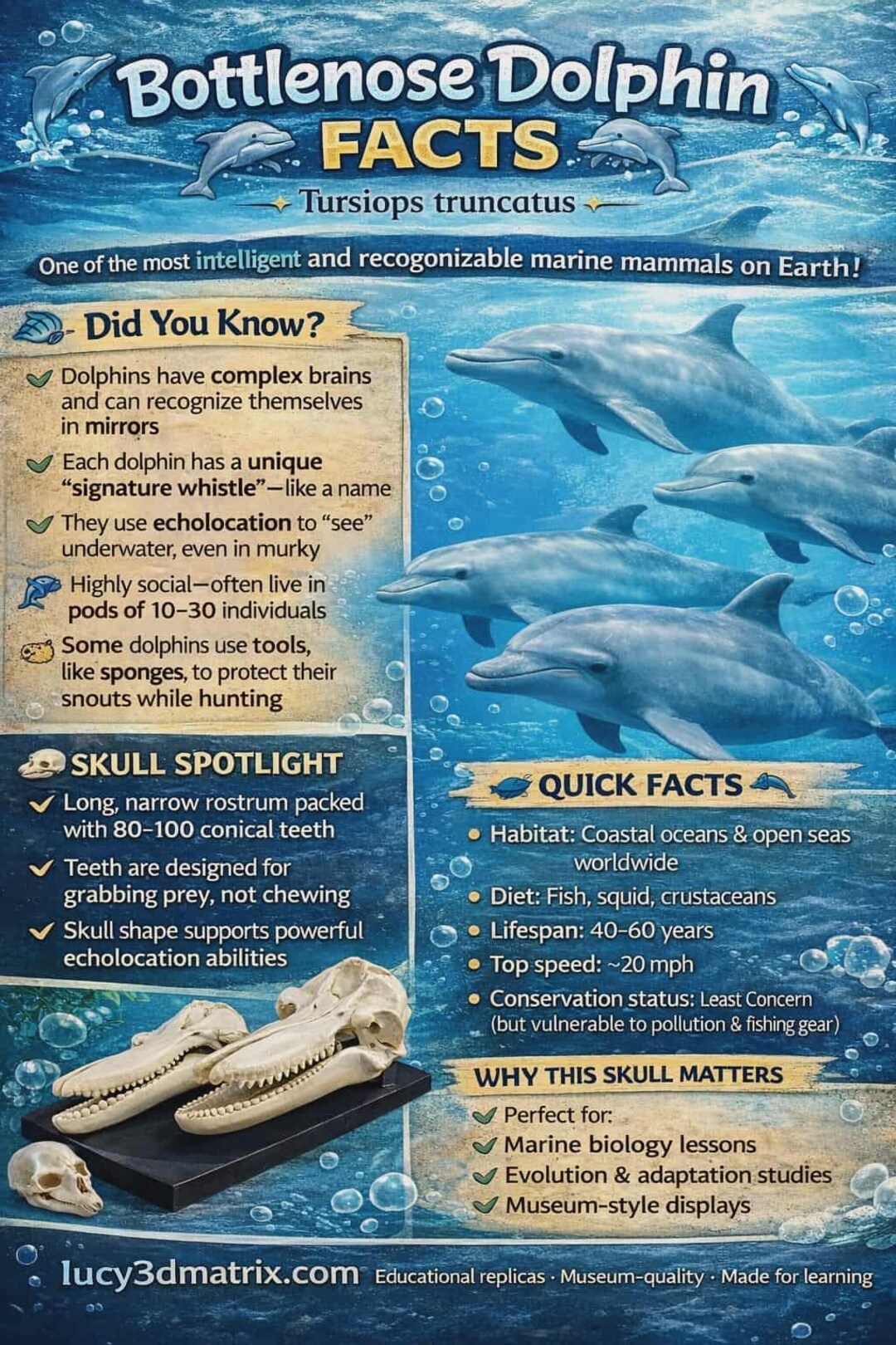Bottlenose Dolphin Skull Replica: Ocean Decor, STEM Education 3d ...