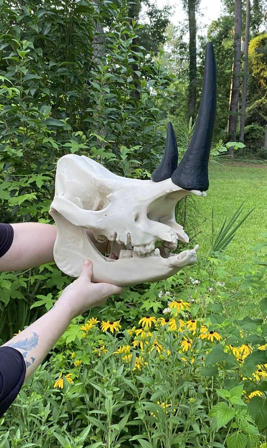 White Rhinoceros Skull Replica: 16