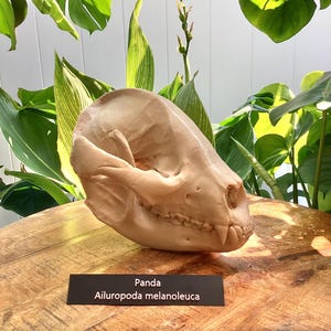 Giant Panda Skull Replica – 9” Life-Size 3D Print | Ailuropoda melanoleuca | Museum-Quality Bear Skull for Education, Decor, or Gifts
