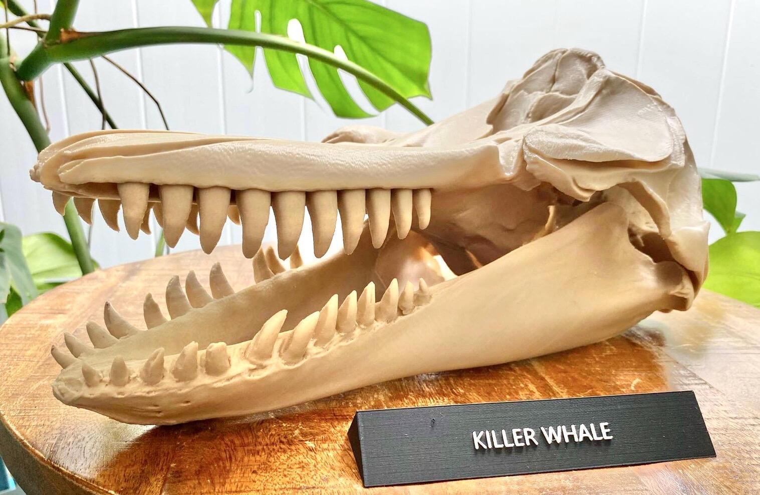 シャチの頭蓋骨レプリカ – シャチの頭蓋骨を3Dプリントした海洋生物学