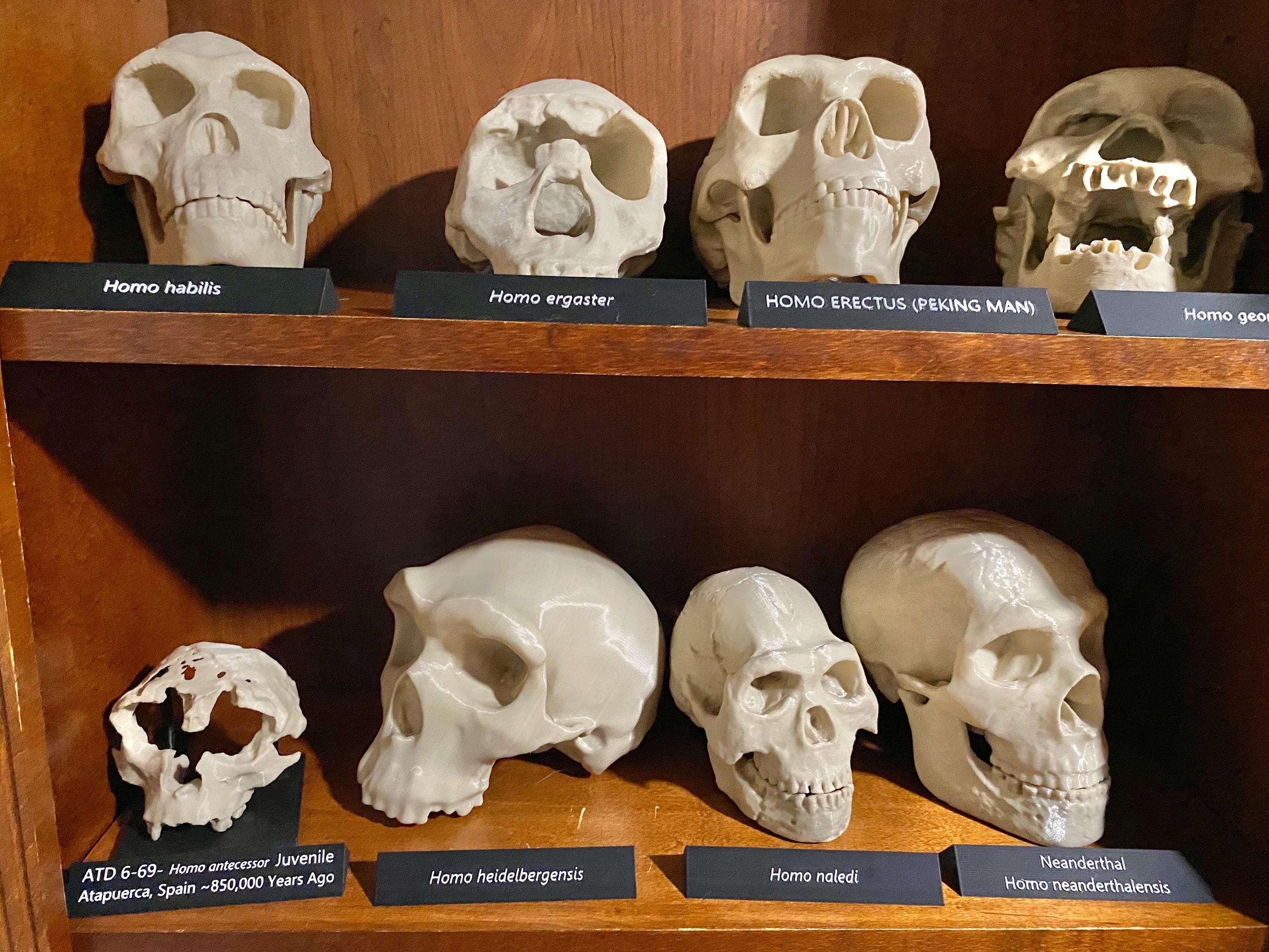 ホモ・ハビリス頭蓋骨レプリカ：フルサイズ化石、古人類学展示用3D