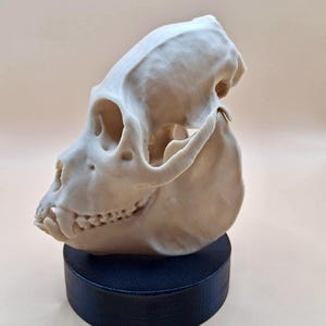 May include: A white 3D printed primate skull replica on a black circular base.