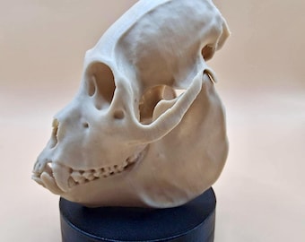 リスザルの頭蓋骨レプリカ（博物館品質） - Etsy 日本