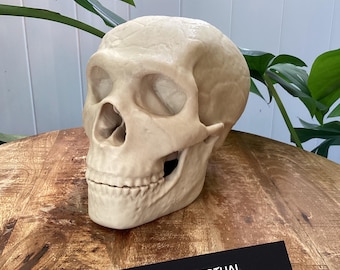 Life-Size Neanderthal Skull Replica: Museum-Quality Fossil Model