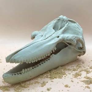 Bottlenose Dolphin Skull Replica –Quality Marine Mammal Skull | 8”, 14”, 16” | STEM Education, Decor & Collector Model | Tursiops truncatus