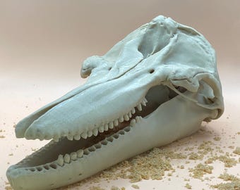 Replica del teschio di delfino tursiope: decorazione a tema marino, modello didattico stampato in 3D per l'educazione STEM.