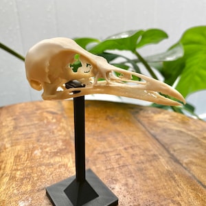 Crow Skull Replica: 3&quot; Bone PLA+ Bird Skull on Black Display Stand