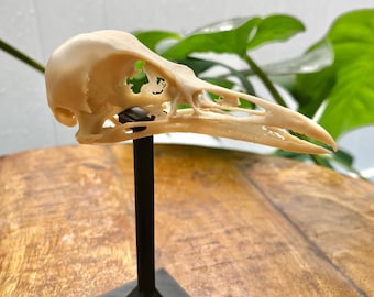 Crow Skull Replica: 3