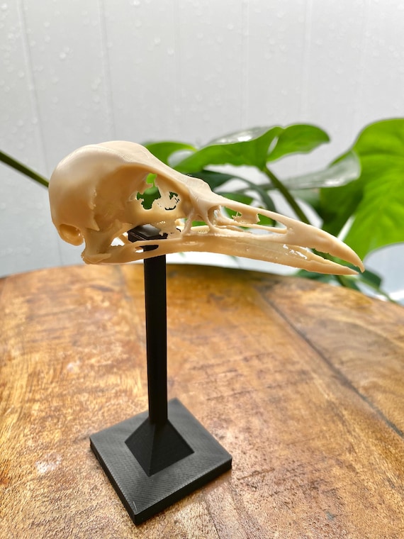 Crow Skull Replica: 3