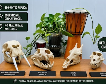 Curated African Skull Replica Collection – 3D Printed Lion • Elephant • Giraffe • Baboon
