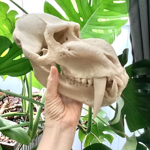 May include: A detailed, off-white animal skull with prominent teeth is held in front of lush green Monstera leaves. The skull's features are clearly defined, showcasing its shape and structure. The background includes more green foliage and a glimpse of a window.