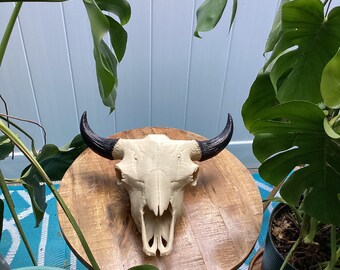 バイソンの頭蓋骨レプリカ：ウエスタンホームデコレーション - Etsy 日本