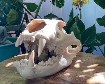 Tsavo Lion Skull Replica: 3D Printed Man-Eater Fossil with Open-Jaw Stand