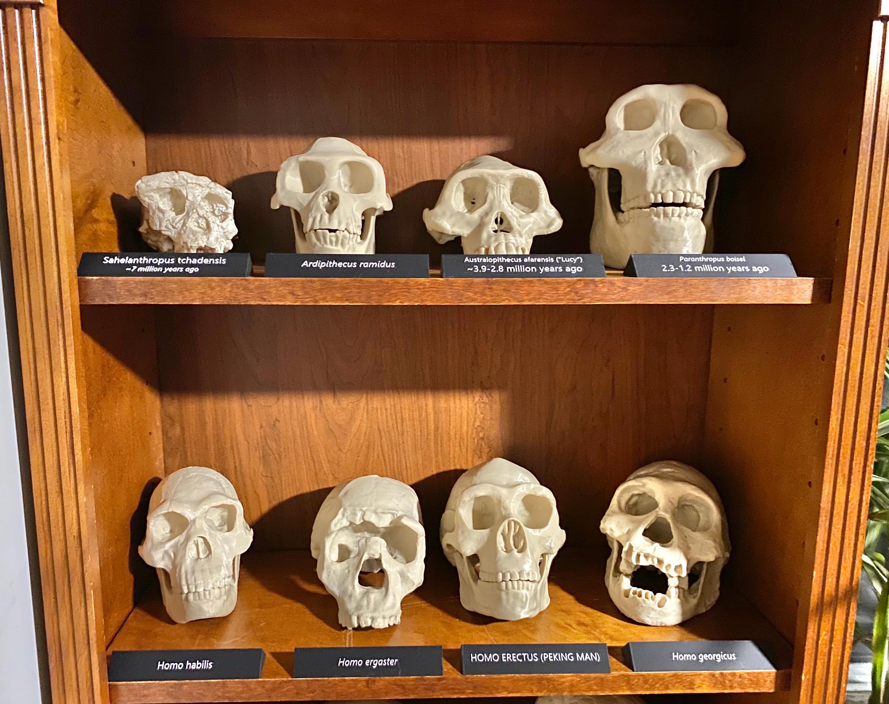 ホモハビリス頭骨模型 ホモハビリス頭骨模型 ホモハビリス頭骨模型