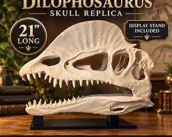 May include: A life-size Dilophosaurus skull replica measuring 21 inches long. The off-white fossilized bone model features a prominent crest and sharp teeth, mounted on a black rectangular display stand. Text includes Life-Size Dilophosaurus Skull Replica, Display Stand Included, Museum Quality Replica, Educational Display, and Made in the USA.