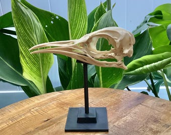 Emperor Penguin Skull Replica: (7.5" Long)3d printed Educational Model
