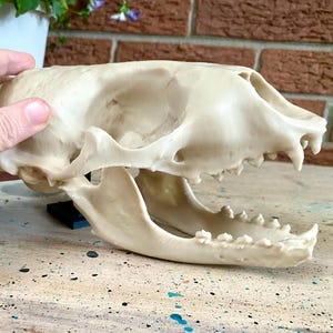 Harbor Seal Skull Replica: Life-Size 3D Printed Marine Display