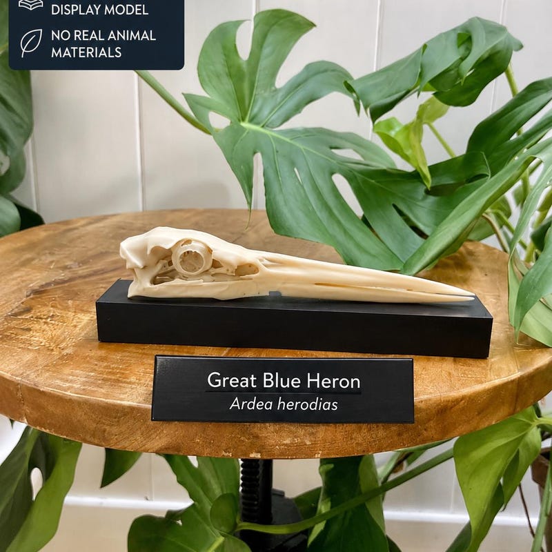 Bird Anatomy Models - Etsy