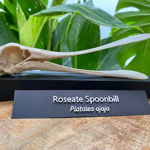 Spoonbill Skull Replica: Bone PLA+ Bird Head Model with Display Base