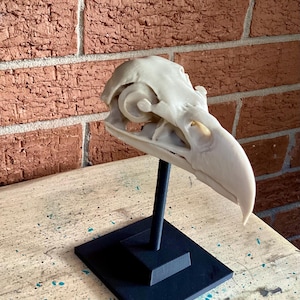 May include: A cream-colored bird skull replica mounted on a black vertical rod and a square black base. The skull features a curved beak, hollow eye sockets, and intricate bone structure details, presented as a static display piece.