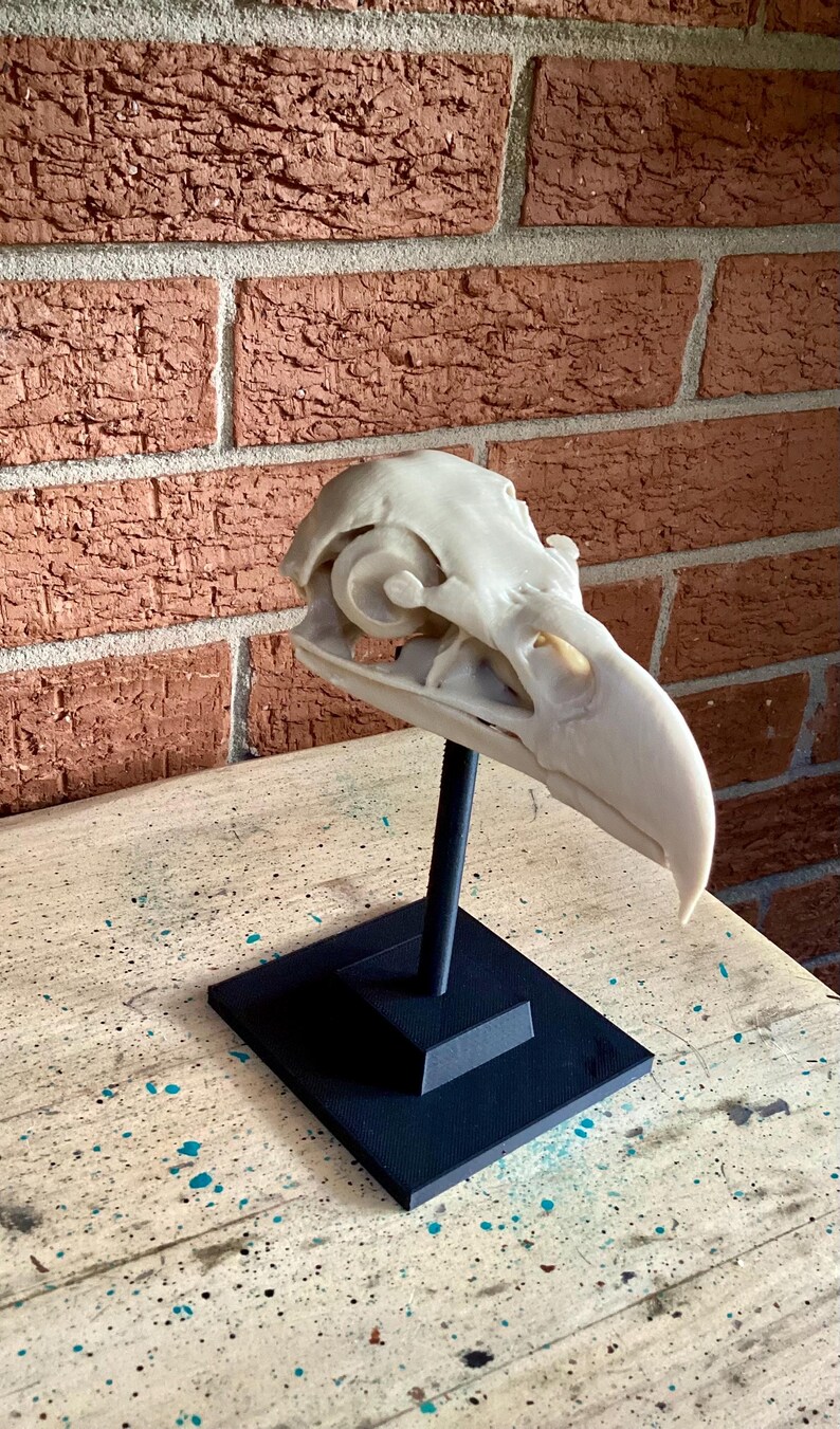 May include: A cream-colored bird skull replica mounted on a black vertical rod and a square black base. The skull features a curved beak, hollow eye sockets, and intricate bone structure details, presented as a static display piece.