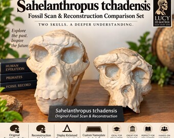 Sahelanthropus tchadensis Skull Replica Set | Fossil Scan & Reconstruction Comparison | Hominin Anthropology Model
