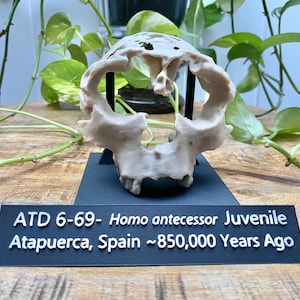 May include: A beige-colored juvenile Homo antecessor skull replica, mounted on a black stand. The skull is displayed in front of a sign that reads "ATD 6-69- Homo antecessor Juvenile Atapuerca, Spain ~850,000 Years Ago."