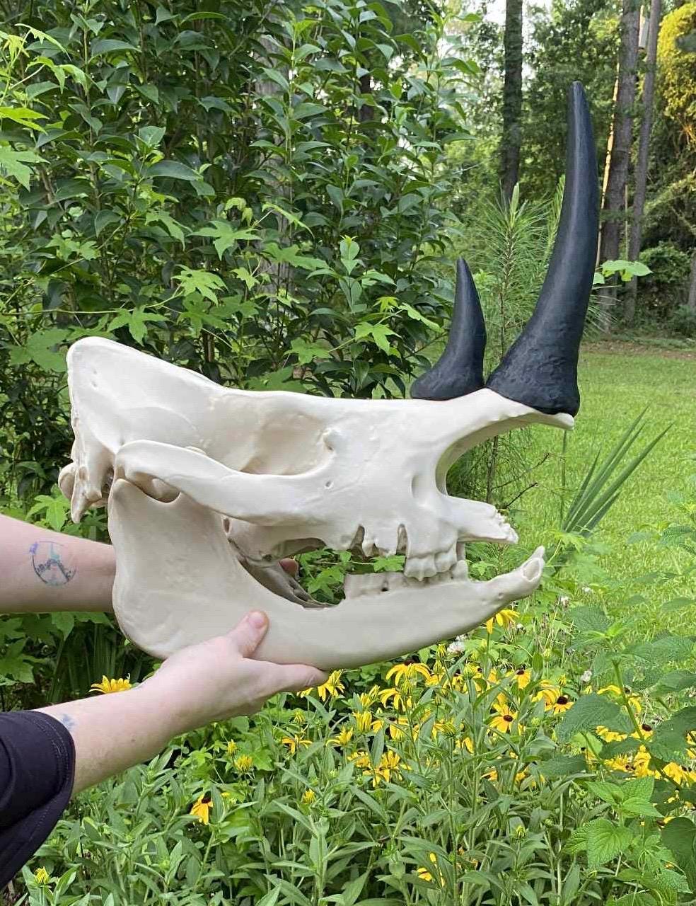 White Rhinoceros Skull Replica: 16