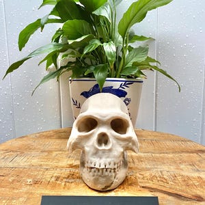 Homo naledi Skull Replica – Full Size Fossil Hominin with Separate Jaw & Kickstand for Display