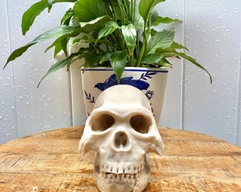 ホモ・ハビリスの頭蓋骨レプリカ、先史時代の化石コレクション、リアル