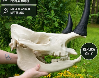 White Rhinoceros Skull Replica: 16"  3d printed Educational Model
