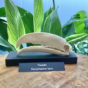 Toucan Skull Replica: Life-Size Bird Model with Display Base 3d printed Educational Model