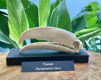 Toucan Skull Replica: Life-Size Bird Model with Display Base 3d printed Educational Model