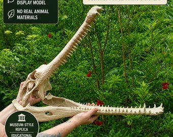 May include: A beige 3D printed gharial skull replica with a long, narrow snout and numerous sharp teeth. Text on the image includes 3D PRINTED REPLICA, ARTIFICIAL ETHICALLY MADE, DESIGNED FOR LEARNING & DISPLAY, and MUSEUM-STYLE REPLICA EDUCATIONAL USE.