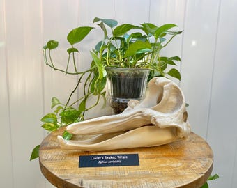 May include: A cream-colored Cuvier's Beaked Whale skull, Ziphius cavirostris, displayed on a round wooden surface. A small black rectangular sign in front of the skull features the white text: Cuvier's Beaked Whale, Ziphius cavirostris.