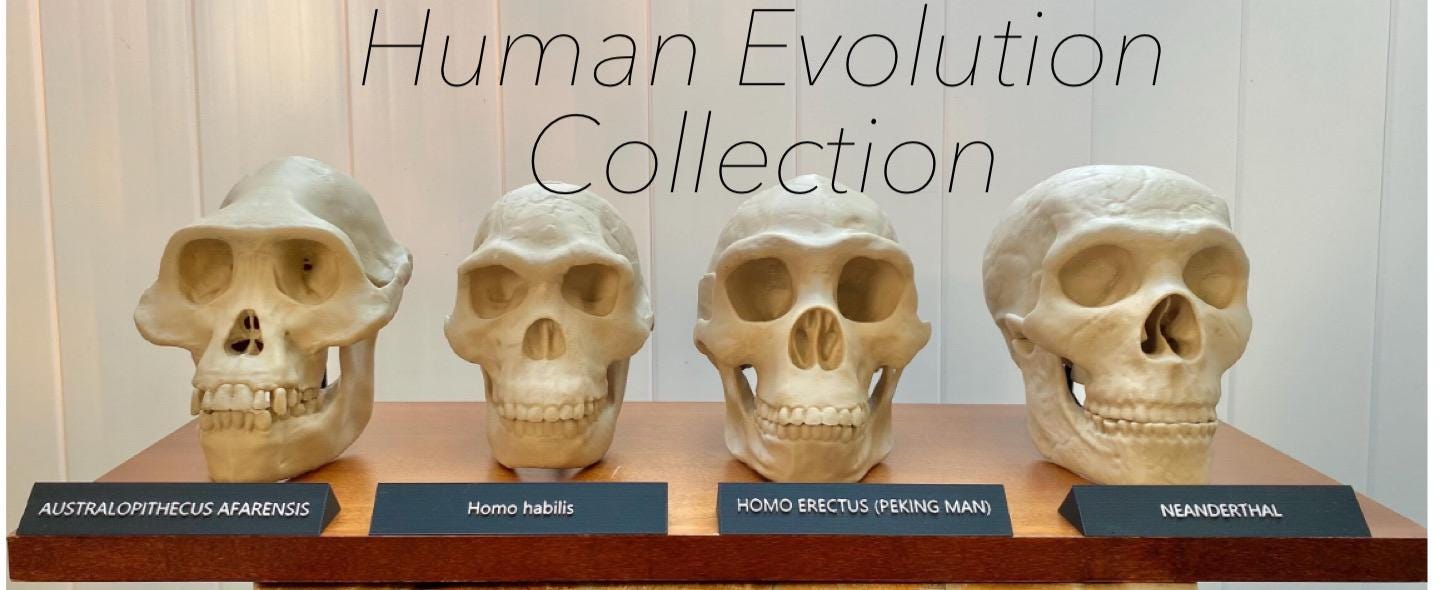 ホモ・ハビリス頭蓋骨レプリカ:フルサイズ化石、古人類学展示用3D ホモ・ハビリス頭蓋骨レプリカ:フルサイズ化石、古人類学展示用3D