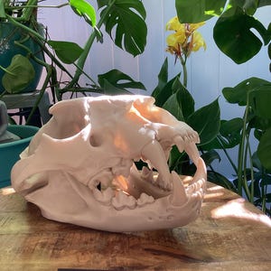 May include: A beige African Lion skull replica, Panthera Leo, featuring prominent canine teeth and a detailed jaw structure. A black rectangular label in front of the skull displays the white text African Lion Panthera Leo in a clear sans-serif font.