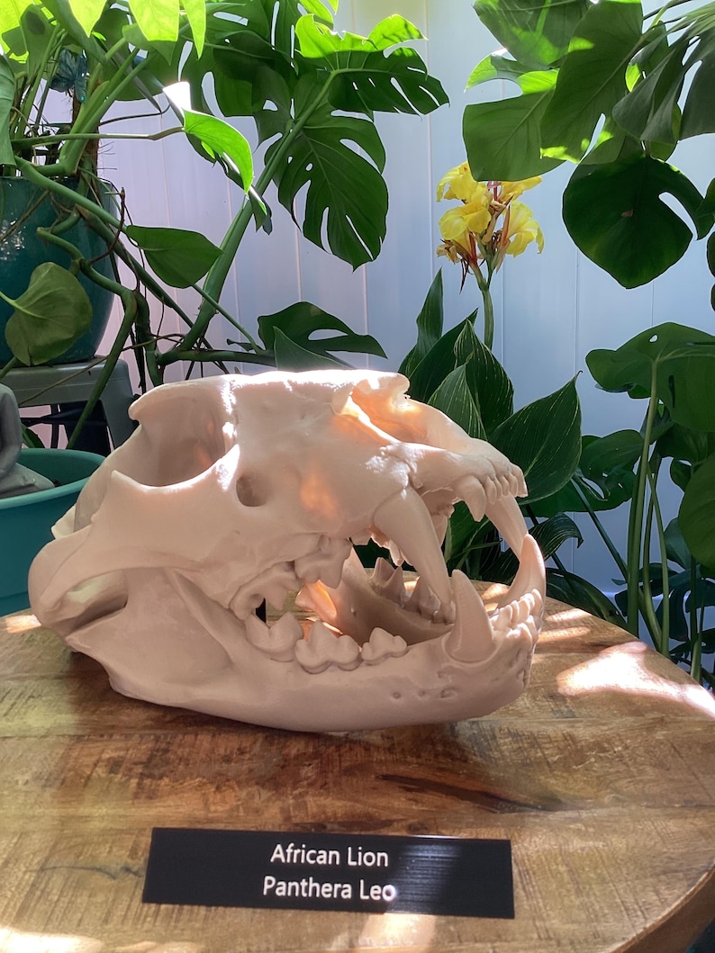 May include: A beige African Lion skull replica, Panthera Leo, featuring prominent canine teeth and a detailed jaw structure. A black rectangular label in front of the skull displays the white text African Lion Panthera Leo in a clear sans-serif font.