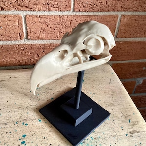 May include: A cream-colored bird skull replica mounted on a black stand. The skull features a curved beak, large eye sockets, and intricate bone structures. The stand consists of a vertical rod attached to a square base, providing a stable display.
