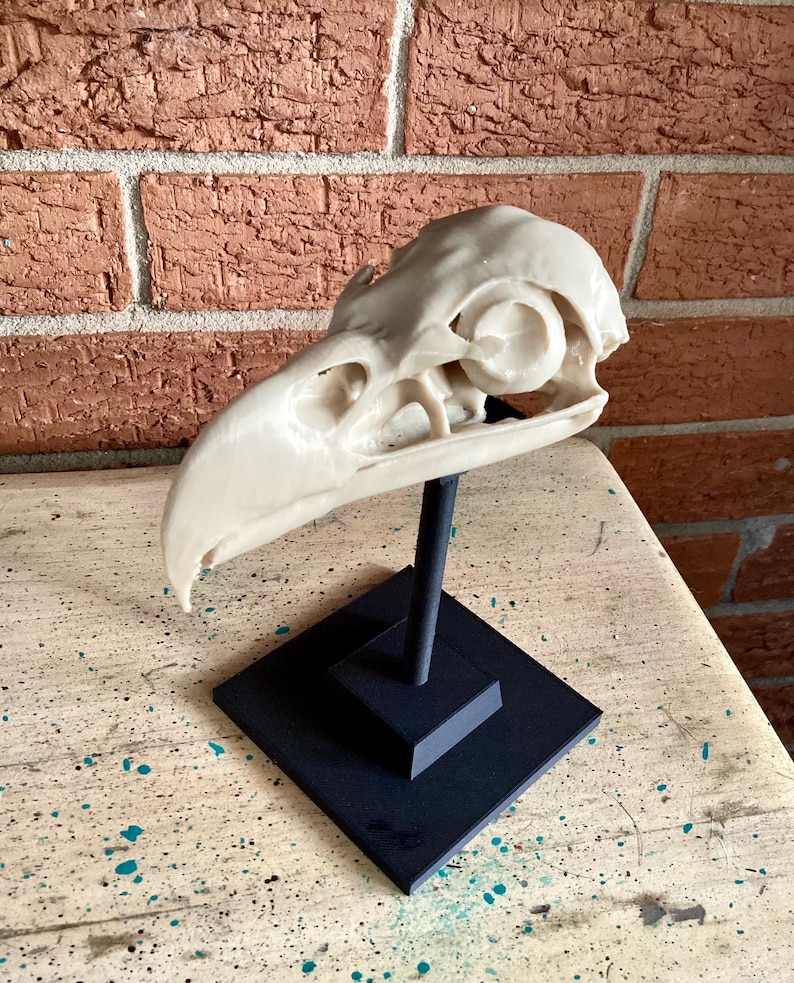 May include: A cream-colored bird skull replica mounted on a black stand. The skull features a curved beak, large eye sockets, and intricate bone structures. The stand consists of a vertical rod attached to a square base, providing a stable display.