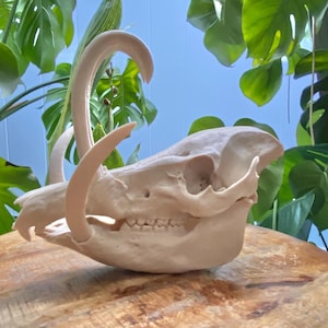 Babirusa Skull Replica – 12” Full-Scale Curved Tusk Pig Skull • Gothic Decor • Oddities Collection • Natural History • Museum Model